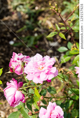 Roses in full bloom under the bright sunlight at Osterley Park on the outskirts of London Roses in full bloom under the bright sunlight at Osterley Park on the outskirts of London 129157928