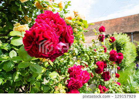 Roses in full bloom under the bright sunlight at Osterley Park on the outskirts of London Roses in full bloom under the bright sunlight at Osterley Park on the outskirts of London 129157929