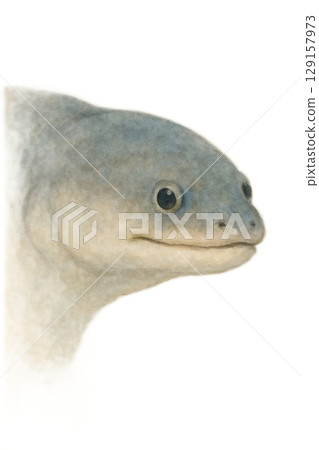 鰻魚臉圖 129157973