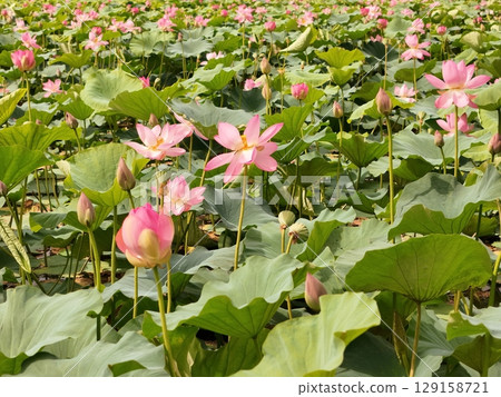 鳥瞰盛開的蓮花 鳥瞰盛開的蓮花 129158721