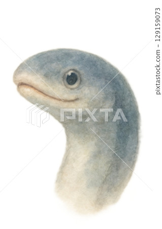 鰻魚臉圖 129159073