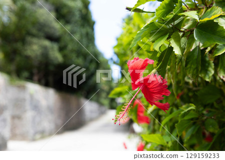 紅芙蓉 紅芙蓉 129159233