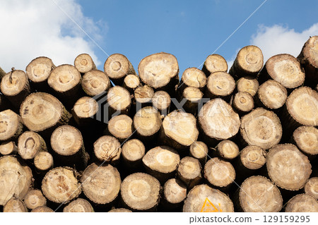Pile of wood logs, closeup of clean cut of chopped firewood logs. Natural wooden background 129159295