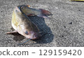 Channel Catfish 129159420