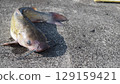 Channel Catfish 129159421
