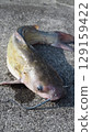 Channel Catfish 129159422