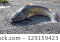 Channel Catfish 129159423