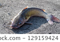 Channel Catfish 129159424