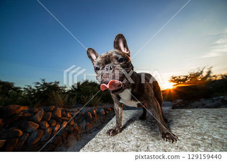 法國鬥牛犬 129159440