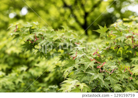 Seeds on the young leaves of the maple tree, two red feathers, a May scene 129159759