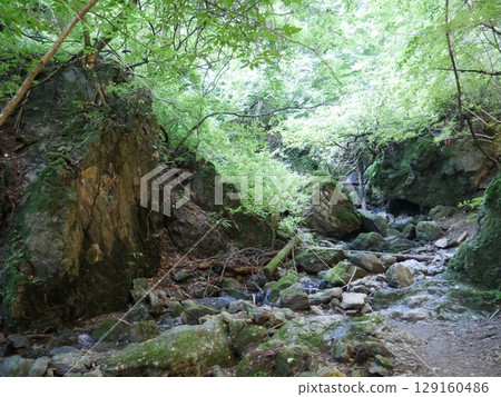 The beautiful coexistence of streams and trees 129160486