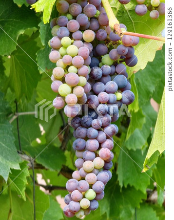Bunch of a ripening wine grapes. Black grapes for making dark red wine. Close-up 129161366