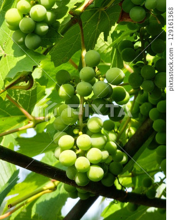 A bunch of ripening wine grapes. White muscat grapes for making white wine. Close-up 129161368