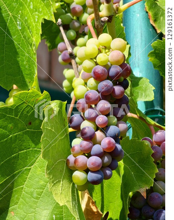 A bunch of ripening wine grapes. Black grapes for making dark red wine. Close-up A bunch of ripening wine grapes. Black grapes for making dark red wine. Close-up 129161372