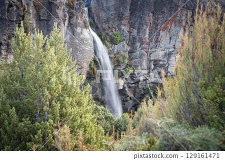Waterfall streaming from rocky wall framed by foliage, New Zealand 129161471
