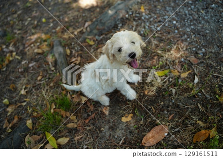 Happy Puppy Sitting on Autumn Leaves Outdoors Happy Puppy Sitting on Autumn Leaves Outdoors 129161511