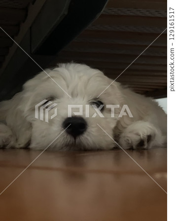 Fluffy Puppy Relaxing Underneath a Wooden Bed Frame Fluffy Puppy Relaxing Underneath a Wooden Bed Frame 129161517