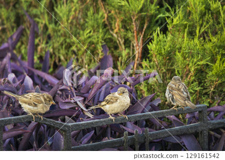Two small sparrows are perched on a dark metal fence, with a background of vibrant purple leaves. One bird faces forward, the other looks to the side, showcasing urban wildlife in a colorful setting. Two small sparrows are perched on a dark metal fence, with a background of vibrant purple leaves. One bird faces forward, the other looks to the side, showcasing urban wildlife in a colorful setting. 129161542