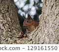 Ezo squirrel climbing a tree 129161550