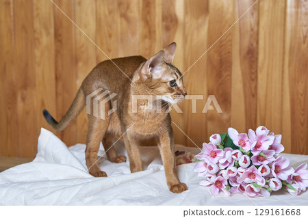 Abyssinian cat standing on white blanket next to pink flowers with wooden wall Abyssinian cat standing on white blanket next to pink flowers with wooden wall 129161668
