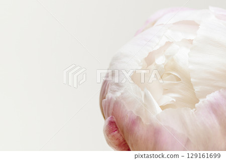 Tender, flower composition with single peony bud on a white background with copy space. Flower card. Closeup 129161699