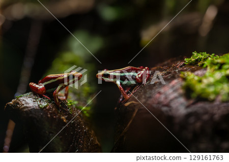 Two colorful poison frogs Two colorful poison frogs 129161763