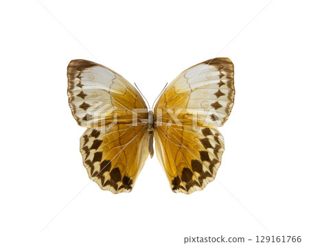 stichophthalma howqua isolated on white background stichophthalma howqua isolated on white background 129161766