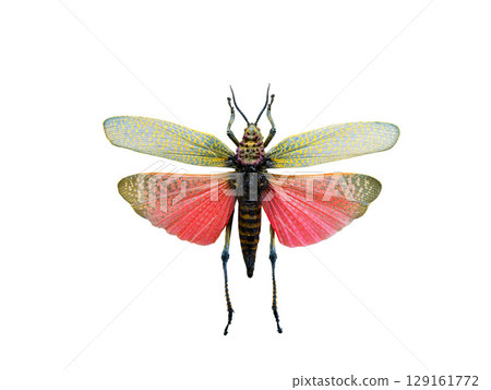 phymateus saxosus isolated on white background 129161772