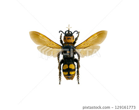 Wasp (megascolia maculata) isolated on white background 129161773