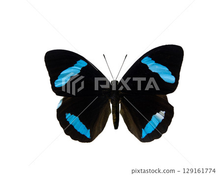 nessaea hewitssoni isolated on white background 129161774