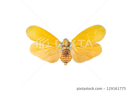 beautiful yellow butterfly isolated on white background 129161775