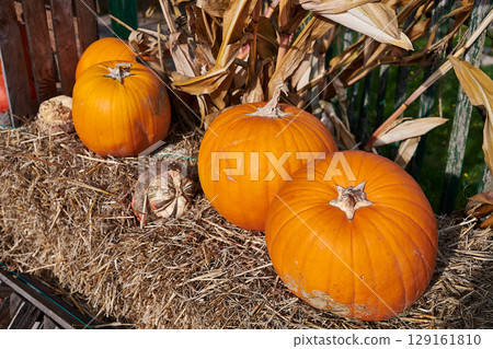 pumpkin rural decoration idea pumpkin rural decoration idea 129161810