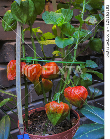 Ground cherries in a pot Ground cherries in a pot 129162192