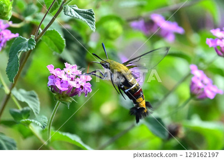 Pellucid hawk moth (large wing) Pellucid hawk moth (large wing) 129162197