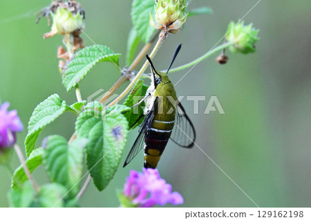 Pellucid hawk moth (large wing) Pellucid hawk moth (large wing) 129162198