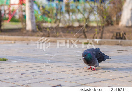 Close-up of a pigeon looking for food 129162353