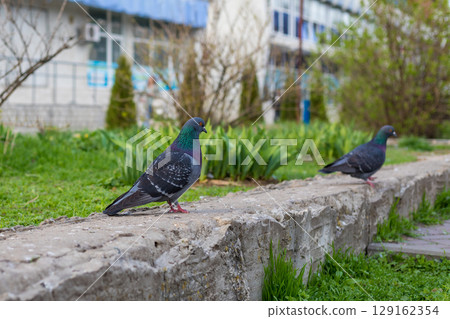 Two pigeons perched on a concrete ledge, with vibrant plumage, set against a backdrop of greenery and a building. Two pigeons perched on a concrete ledge, with vibrant plumage, set against a backdrop of greenery and a building. 129162354