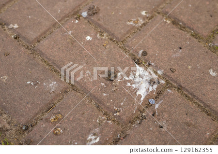 City sidewalk stained with bird droppings City sidewalk stained with bird droppings 129162355