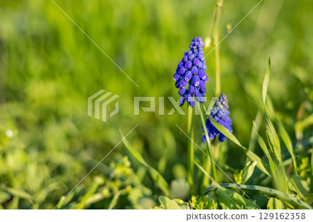 Bright blue muscari flowers bloom among the lush green grass 129162358