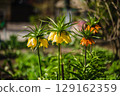 Fritillaria imperialis. On a sunny day in a lush green garden 129162359