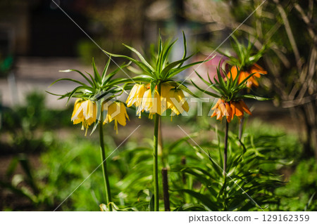 Fritillaria imperialis. On a sunny day in a lush green garden 129162359