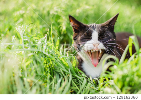 Cat yawns on a green lawn bathed in sunlight 129162360