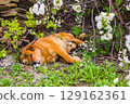 Stray dog lies on the ground among the grass and branches. An abandoned adult dog 129162361