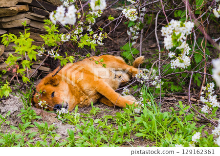 Stray dog lies on the ground among the grass and branches. An abandoned adult dog 129162361