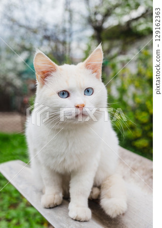Beautiful white cat with striking blue eyes sits outdoors, gazing intently. Lovely portrait of a domestic pet 129162363