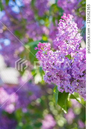 Close-up shot of vibrant purple lilac flowers in full bloom, showcasing the beauty of spring with soft focus and bokeh 129162365