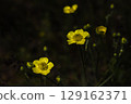 Ranunculus. Close-up of vibrant yellow buttercups in a field with a dark, blurred background, creating a beautiful contrast 129162371