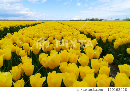 Dutch yellow tulip fields in sunny day Dutch yellow tulip fields in sunny day 129162428