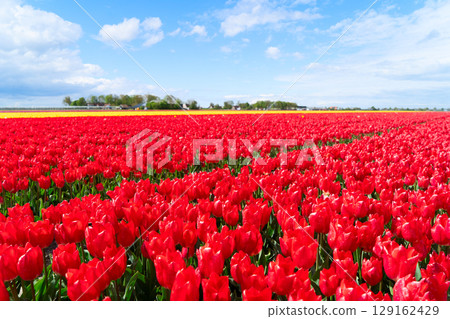Dutch red tulip fields in sunny day Dutch red tulip fields in sunny day 129162429