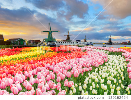 dutch windmills over tulips dutch windmills over tulips 129162434